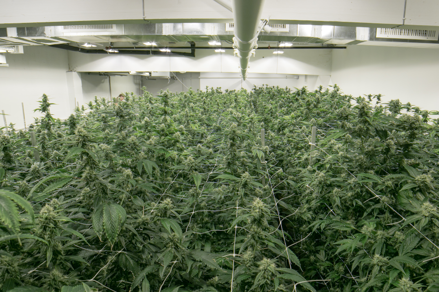 The Many Styles of Cannabis Cultivation